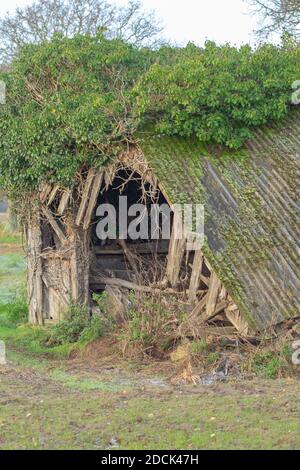 L'effondrement de l'abri redondant de ferme de bétail de bétail. Bois de rotage, toit en amiante ondulé résistant, chute. Gros plan. Norfolk. Anglia est. ROYAUME-UNI. Banque D'Images