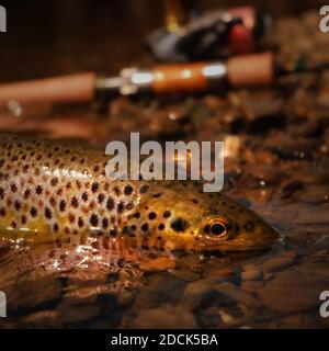 Poisson à la truite avec matériel de pêche Banque D'Images