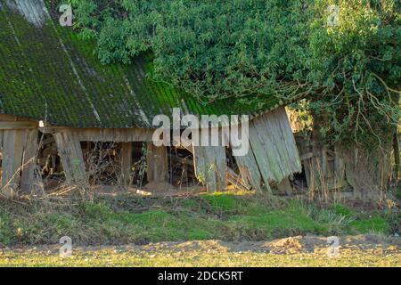 L'effondrement de l'abri redondant de ferme de bétail de bétail. Bois de rotage, toit en amiante ondulé résistant, chute. Gros plan. Norfolk. Anglia est. ROYAUME-UNI. Banque D'Images