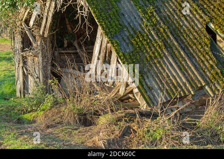 L'effondrement de l'abri redondant de ferme de bétail de bétail. Bois de rotage, toit en amiante ondulé résistant, chute. Gros plan. Norfolk. Anglia est. ROYAUME-UNI. Banque D'Images