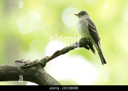 Pewee-bois de l'est (Contopus virens) perchée sur une branche, long Island, New York Banque D'Images