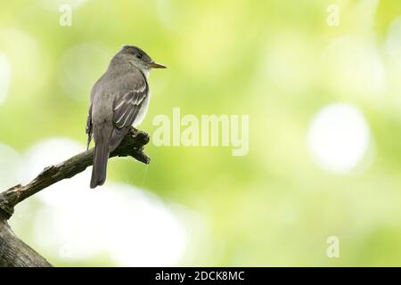 Pewee-bois de l'est (Contopus virens) perchée sur une branche, long Island, New York Banque D'Images