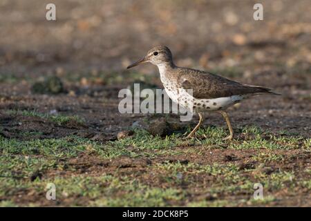 Sandpiper tacheté (Actitis macularius) recherche de mouches le long du rivage d'un étang, long Island, New York Banque D'Images