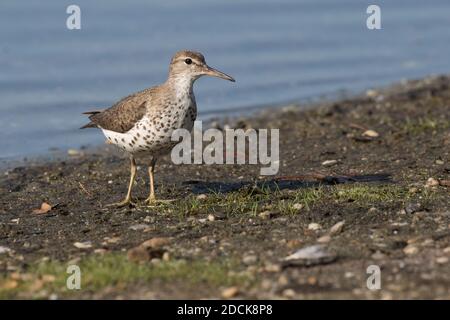 Sandpiper tacheté (Actitis macularius) recherche de mouches le long du rivage d'un étang, long Island, New York Banque D'Images