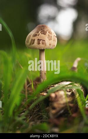Gros plan sur le champignon du parasol en pleine croissance dans la forêt Banque D'Images