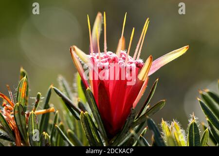 Fleur de miel d'Australie ou diable de montagne Banque D'Images