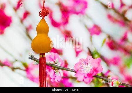 Gourde en bouteille dorée avec fleurs de pêche en arrière-plan, amulette ou accessoires en nouvel an chinois pour la fortune et le bonheur. Banque D'Images