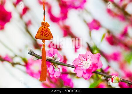 Sac rouge suspendu « Fu » (c'est-à-dire riche et argent) avec fleurs de pêche en arrière-plan, amulette ou accessoires en nouvel an chinois pour fortune & hap Banque D'Images