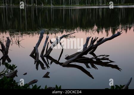 WA18402-00...WASHINGTON - membres d'un arbre mort dans le lac Horseshoe au coucher du soleil, partie de la forêt nationale Gifford Pinchot. Banque D'Images