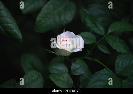 Fleur rose clair de Mimi Eden rose en pleine fleur sur fond de feuille verte. Banque D'Images