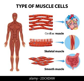 Type de cellules musculaires pour l'éducation à la santé Illustration infographique Illustration de Vecteur