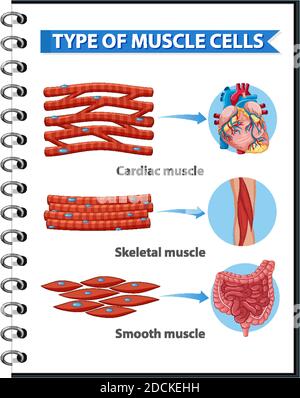 Type de cellules musculaires pour l'éducation à la santé Illustration infographique Illustration de Vecteur