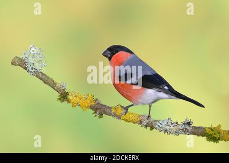 Bullfinch eurasien (Pyrrhula pyrrhula), mâle, debout sur une branche couverte de lichen, Rhénanie-du-Nord-Westphalie, Allemagne Banque D'Images