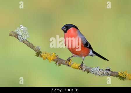 Bullfinch eurasien (Pyrrhula pyrrhula), mâle, debout sur une branche couverte de lichen, Rhénanie-du-Nord-Westphalie, Allemagne Banque D'Images