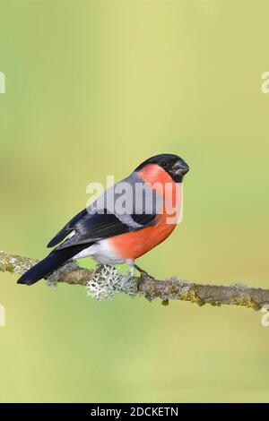 Bullfinch eurasien (Pyrrhula pyrrhula), mâle, debout sur une branche couverte de lichen, Rhénanie-du-Nord-Westphalie, Allemagne Banque D'Images