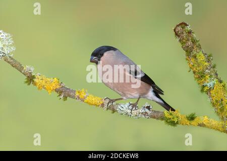 Bullfinch eurasien (Pyrrhula pyrrhula), femelle, debout sur une branche couverte de lichen, Rhénanie-du-Nord-Westphalie, Allemagne Banque D'Images