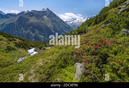 Roses alpines fleuries, Berliner Hoehenweg, moyenne Grosser Greiner, droite Kleiner Hochsteller, Kaelberlahnerspitze et Hochsteller, Alpes de Zillertaler Banque D'Images