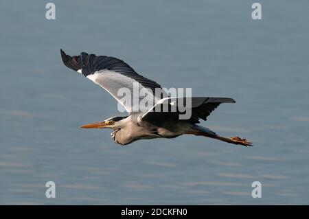 Goliath Heron (Ardea goliath) en vol, lac Kerkini, Grèce Banque D'Images