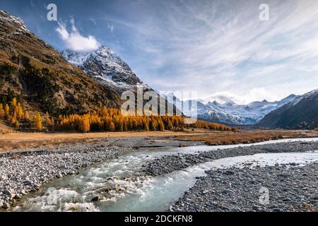 Larches d'or, montagnes couvertes de ruisseau et de neige à (Val Roseg), Pontresina, Engadin, Grisons, Suisse Banque D'Images