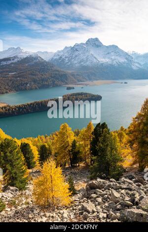 Forêt de mélèze d'automne avec montagnes enneigées, Silsersee, Piz da la Margna, Engadin, Grisons, Suisse Banque D'Images