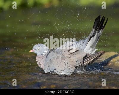 Pigeon en bois (Columba palumbus), baignade dans l'eau, Hesse, Allemagne Banque D'Images