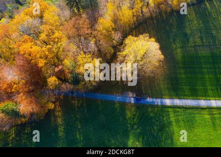 Route de campagne à travers la forêt décidue de couleur automnale, photo de drone, vue aérienne, Mondseeland, Salzkammergut, haute-Autriche, Autriche Banque D'Images