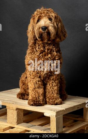 O Labraddoodle, chien d'ascendance, propriétés hypoallergéniques, chien de mode, allergie de chien, sans allergie, reproduction, jeune chien, neuf mois, studio tourné, studio Banque D'Images