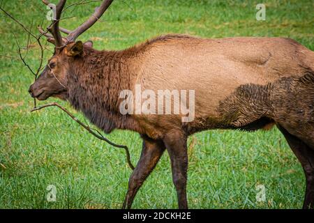 Élan de taureau (Cervus canadensis) avec branche prise dans des bois au parc national des Great Smoky Mountains près de Cherokee, en Caroline du Nord. (ÉTATS-UNIS) Banque D'Images