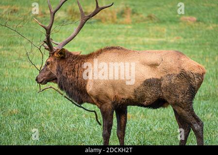 Élan de taureau (Cervus canadensis) avec branche prise dans des bois au parc national des Great Smoky Mountains près de Cherokee, en Caroline du Nord. (ÉTATS-UNIS) Banque D'Images