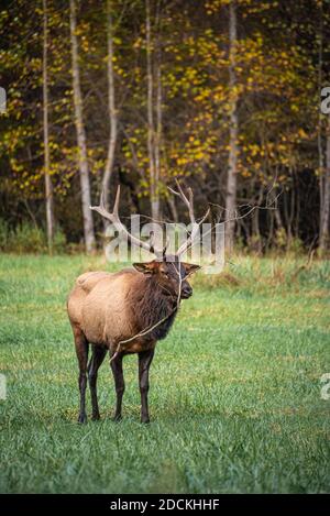 Élan de taureau (Cervus canadensis) avec branche prise dans des bois au parc national des Great Smoky Mountains près de Cherokee, en Caroline du Nord. (ÉTATS-UNIS) Banque D'Images