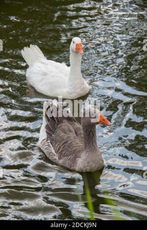 Nage d'oie dans un lac. Banque D'Images