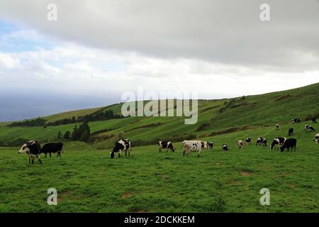 Vaches dans le massif de l'Agua de Pau, île de Sao Miguel, Açores, Portugal Banque D'Images