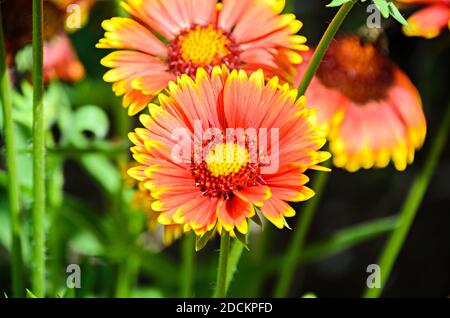 Fleur de chrysanthème jaune-orange, maman ou chrysanthes, gros plan Banque D'Images