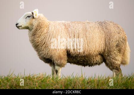 Hooksiel, Allemagne. 22 novembre 2020. Un mouton se tient sur une digue sur la côte de la mer du Nord de la Frise orientale tôt dans la matinée. Credit: Mohssen Assanimoghaddam/dpa/Alay Live News Banque D'Images