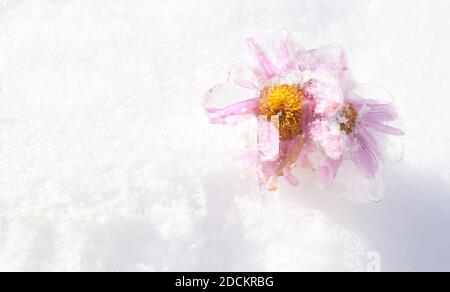 Foyer sélectif de fleurs d'aster roses congelées recouvertes de glace sur la neige. Arrière-plan avec espace de copie Banque D'Images