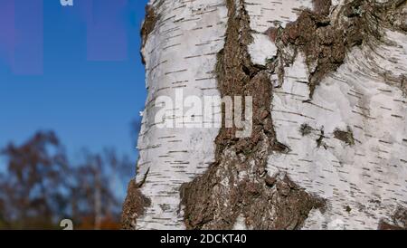 Tronc d'arbre de bouleau argenté sur beau ciel bleu avec copie espace Banque D'Images