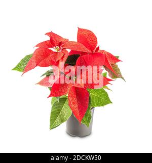Fleurs de Poinsettia rouge, Euphorbia pulcherrima, fleur ornement de noël sur fond blanc Banque D'Images