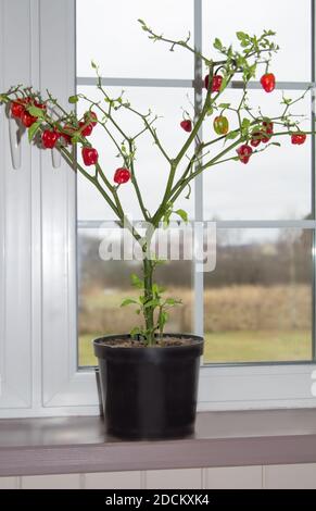 Le poivre rouge est cultivé sur le rebord de la fenêtre dans une casserole. Banque D'Images