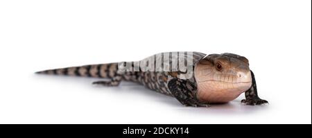 Photo détaillée d'une patinoire indonésienne à ton bleu appelée Tiliqua gigas, sur les côtés. Bouche fermée. Isolé sur fond blanc. Banque D'Images