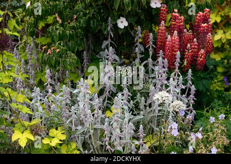 Allium multibulbosum nigrum,cornus kousa,Dogwood,stachys,Lupinus Gallery Red,Gallery Series lupin,Lupin Gallery Red,Lupin Gallery,Lupin,Red fleurs blanches, fleur, fl Banque D'Images