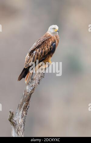 Cerf-volant (Milvus milvus), adulte perché sur un arbre mort, Basilicate, Italie Banque D'Images