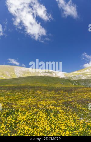 Paysage de montagne, pentes de montagne couvertes de fleurs de Ranunculus, Abruzzes, Italie Banque D'Images