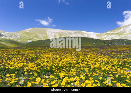 Paysage de montagne, pentes de montagne couvertes de fleurs de Ranunculus, Abruzzes, Italie Banque D'Images