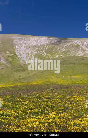 Paysage de montagne, pentes de montagne couvertes de fleurs de Ranunculus, Abruzzes, Italie Banque D'Images