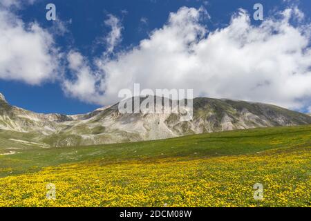 Paysage de montagne, pentes de montagne couvertes de fleurs de Ranunculus, Abruzzes, Italie Banque D'Images