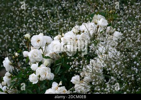 rose iceberg,rosa iceberg,rosa iceberg korbin,syn rosa iceberg,rose,roses,fleurs roses blanches,floribunda rose,roses,gysophila paniculata, souffle de babayes, w Banque D'Images