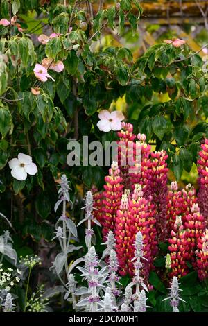 cornus kousa,Dogwood,stachys,Lupinus Gallery Red,Gallery Series lupin,Lupin Gallery Red,Lupin,fleurs rouges,fleur,fleur,fleur,fleur rouge pointes,pointes,g Banque D'Images