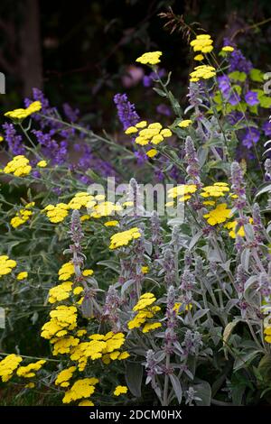 Stachys byzantina,l'oreille d'agneau,achillea filipendulina achillée jaune,moonshine,flower,fleurs,plante herbacée vivace,floraison d'été ,jardin jardins,RM,Fl Banque D'Images