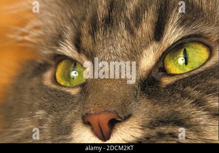 TABBY BRUN CAT DOMESTIQUE, GROS PLAN DES YEUX Banque D'Images