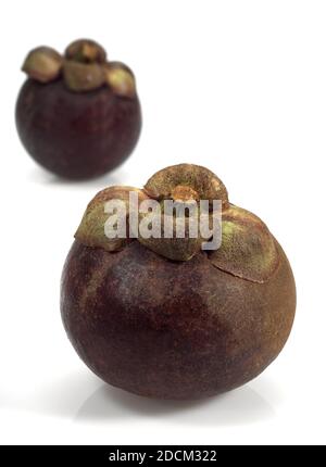 Mangoustan Garcinia mangostana AGAINST WHITE BACKGROUND Banque D'Images